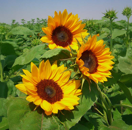 Flower farms in the Andes Mountains of Ecuador